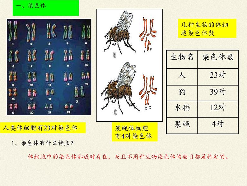 北师大版生物八年级上册 第20章 第2节 性状遗传的物质基础(2)（课件）第6页