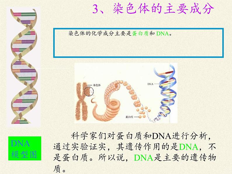 北师大版生物八年级上册 第20章 第2节 性状遗传的物质基础(2)（课件）第8页