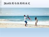 北师大版生物八年级上册 第20章 第4节 性别和性别决定(4)（课件）