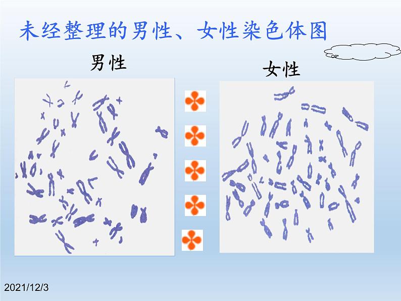 北师大版生物八年级上册 第20章 第4节 性别和性别决定(4)（课件）第6页