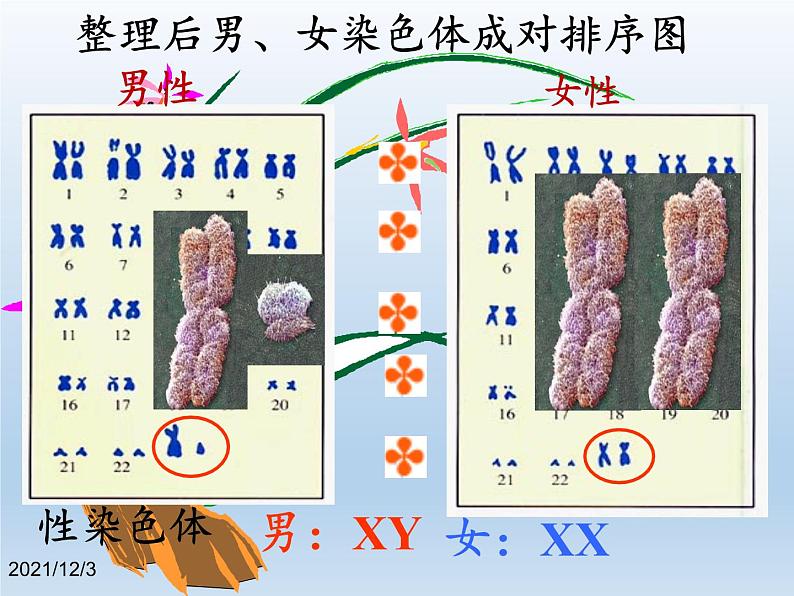 北师大版生物八年级上册 第20章 第4节 性别和性别决定(4)（课件）第7页