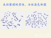 北师大版生物八年级上册 第20章 第4节 性别和性别决定(6)（课件）