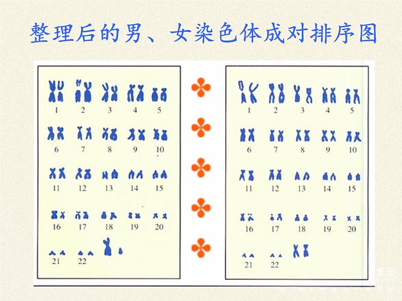 北师大版生物八年级上册 第20章 第4节 性别和性别决定(6)（课件）第6页