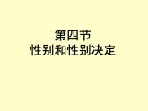 北师大版生物八年级上册 第20章 第4节 《性别和性别决定》（课件）