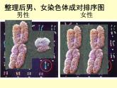 北师大版生物八年级上册 第20章 第4节 《性别和性别决定》（课件）