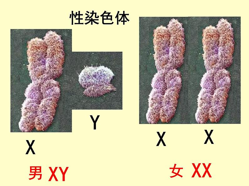 北师大版生物八年级上册 第20章 第4节 《性别和性别决定》（课件）第6页
