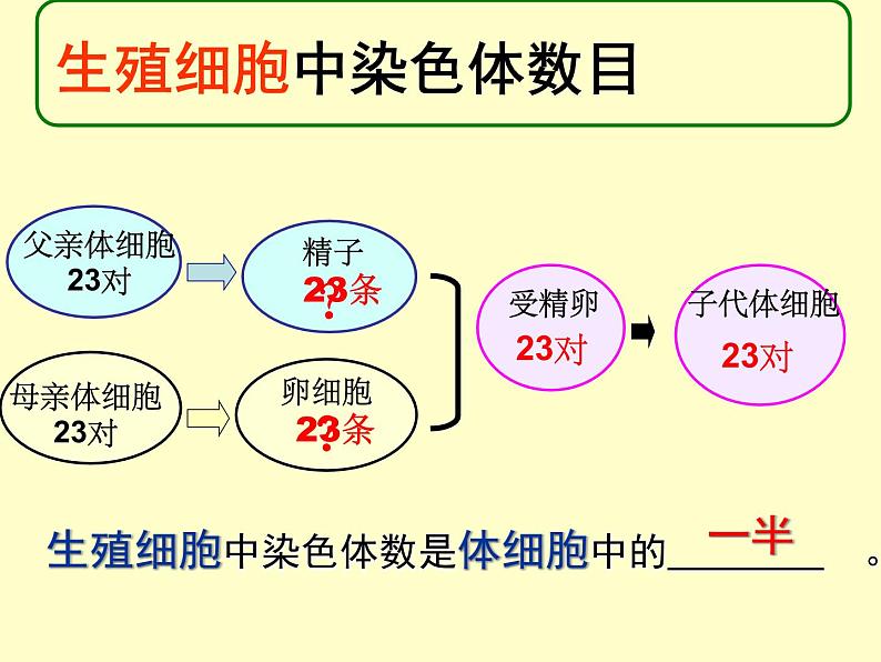 北师大版生物八年级上册 第20章 第4节 《性别和性别决定》（课件）第8页