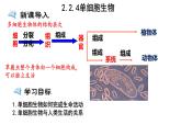 人教版七年级生物上册--2.2.4 单细胞生物（课件）