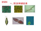 人教版七年级生物上册--2.2.4 单细胞生物（课件）