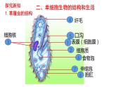 人教版七年级生物上册--2.2.4 单细胞生物（课件）