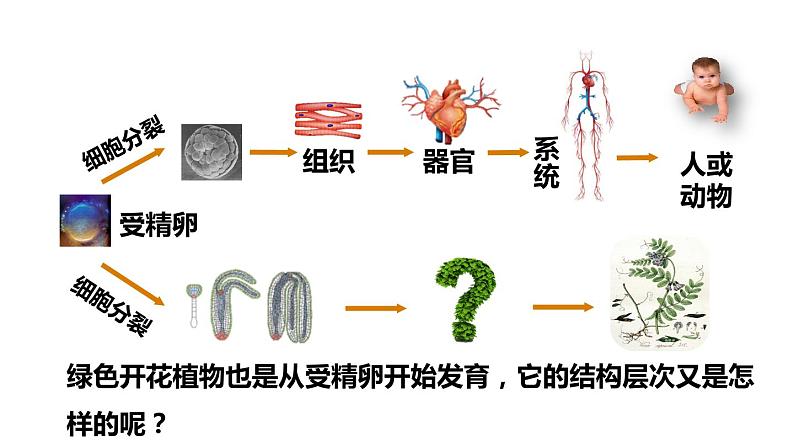 人教版七年级生物上册--2.2.3植物体的结构层次课件PPT第2页