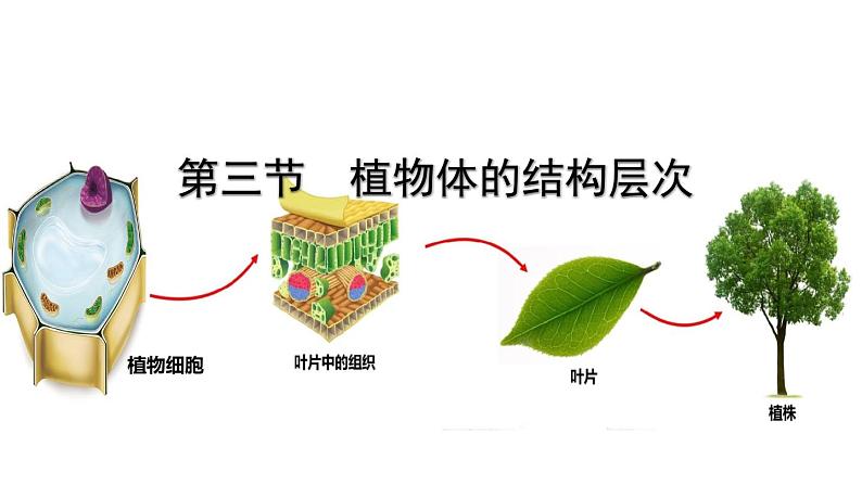 人教版七年级生物上册--2.2.3植物体的结构层次课件PPT第3页