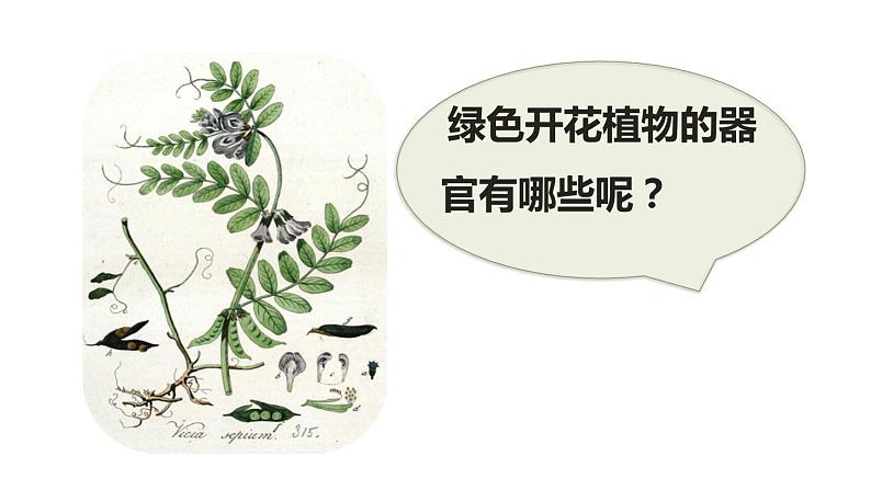 人教版七年级生物上册--2.2.3植物体的结构层次课件PPT第5页