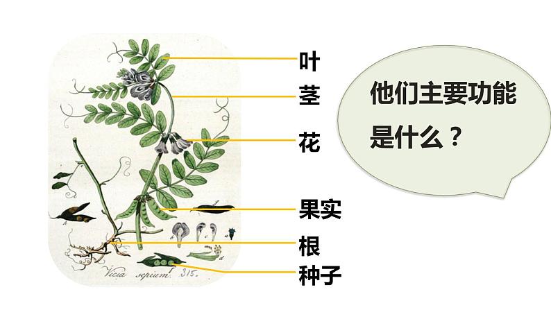 人教版七年级生物上册--2.2.3植物体的结构层次课件PPT第6页