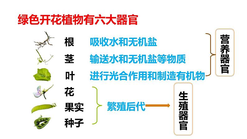 人教版七年级生物上册--2.2.3植物体的结构层次课件PPT第7页