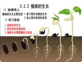 人教版七年级生物上册--3.2.2 植株的生长课件PPT