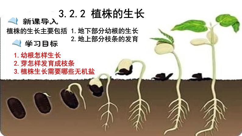 人教版七年级生物上册--3.2.2 植株的生长课件PPT第1页