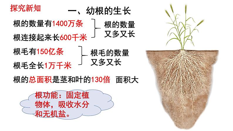 人教版七年级生物上册--3.2.2 植株的生长课件PPT第2页