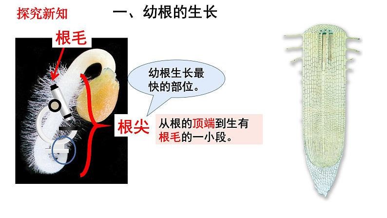 人教版七年级生物上册--3.2.2 植株的生长课件PPT第3页