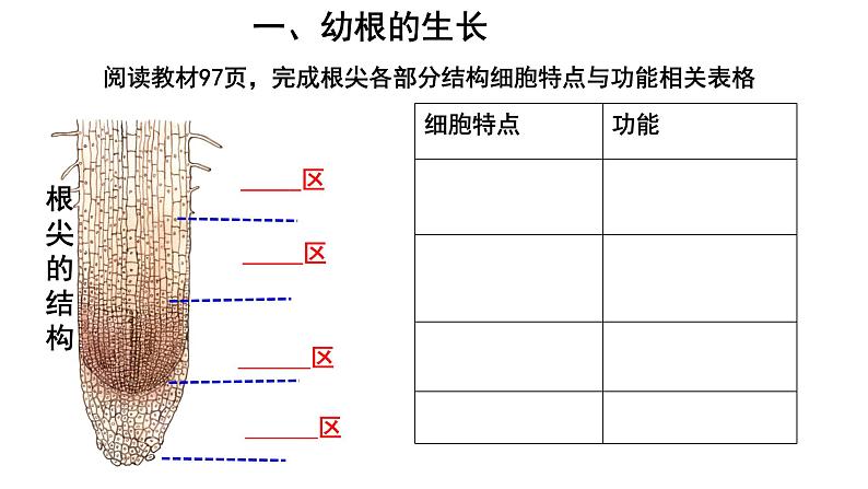 人教版七年级生物上册--3.2.2 植株的生长课件PPT第4页