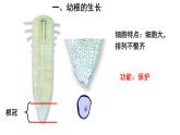 人教版七年级生物上册--3.2.2 植株的生长课件PPT