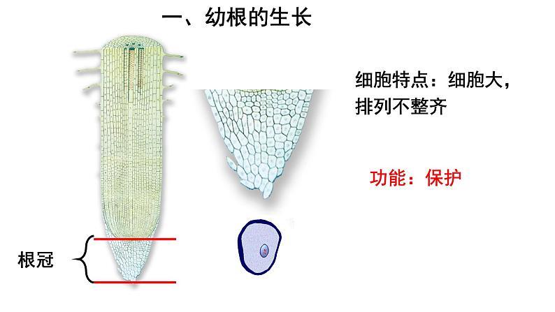 人教版七年级生物上册--3.2.2 植株的生长课件PPT第5页