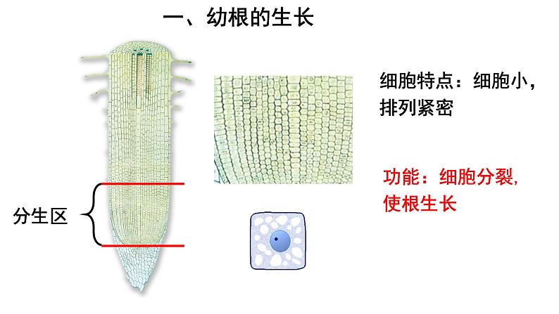 人教版七年级生物上册--3.2.2 植株的生长课件PPT第6页