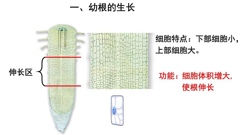 人教版七年级生物上册--3.2.2 植株的生长课件PPT第7页