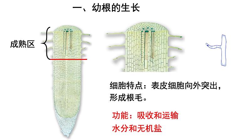 人教版七年级生物上册--3.2.2 植株的生长课件PPT第8页