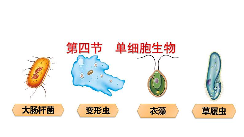 人教版七年级生物上册--2.2.4单细胞生物课件PPT01