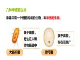 人教版七年级生物上册--2.2.4单细胞生物课件PPT