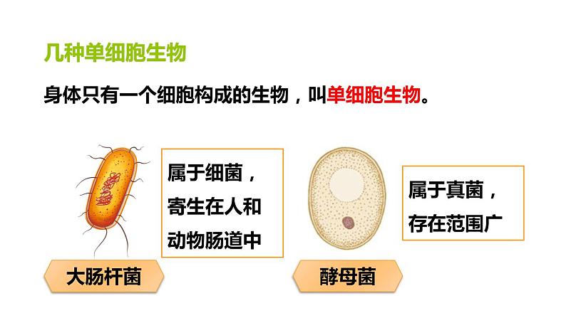 人教版七年级生物上册--2.2.4单细胞生物课件PPT03