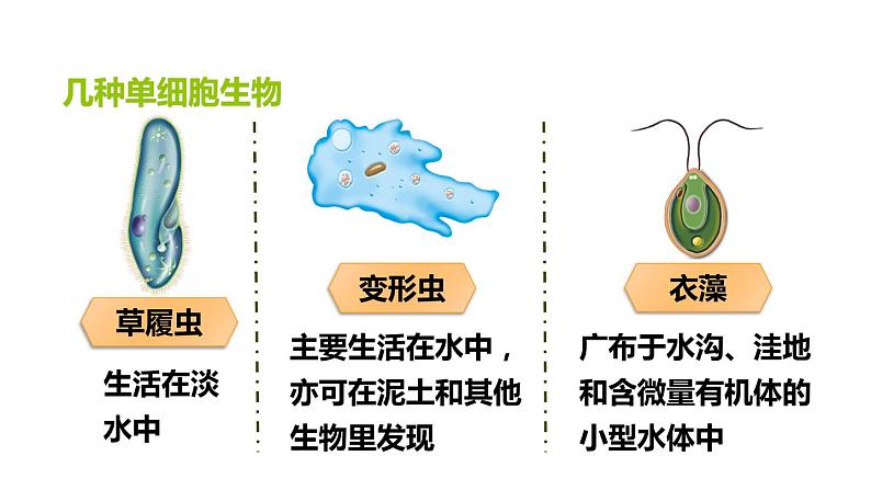 人教版七年级生物上册--2.2.4单细胞生物课件PPT04