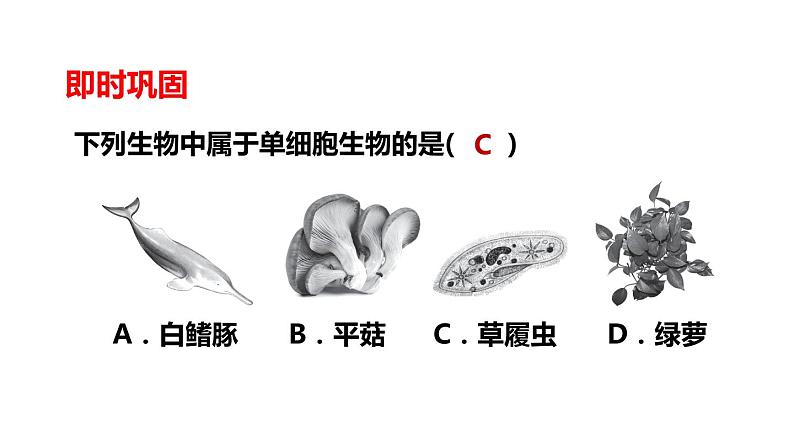 人教版七年级生物上册--2.2.4单细胞生物课件PPT05