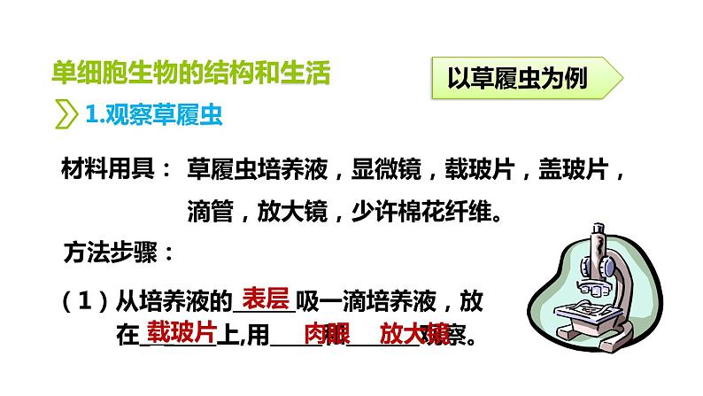 人教版七年级生物上册--2.2.4单细胞生物课件PPT06