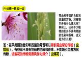 人教版七年级生物上册--3.2.3开花和结果课件+ 视频素材（共1段）