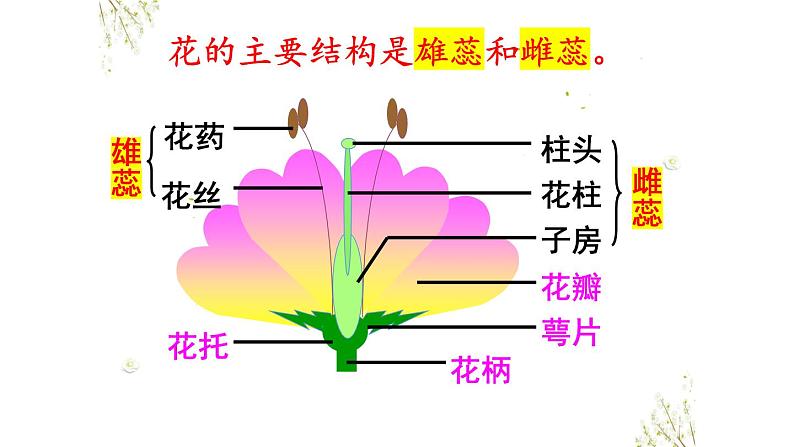 人教版七年级生物上册--3.2.3开花和结果课件+ 视频素材（共1段）05