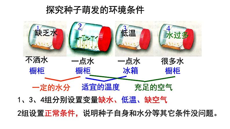 人教版七年级生物上册--3.2.1 种子的萌发课件PPT第4页