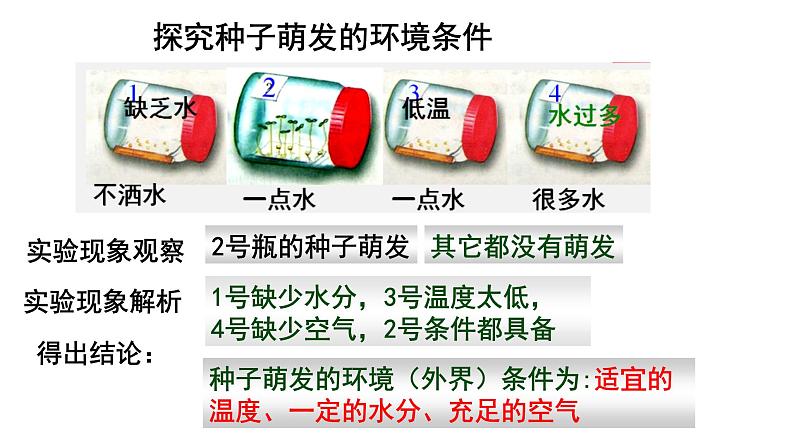 人教版七年级生物上册--3.2.1 种子的萌发课件PPT第5页