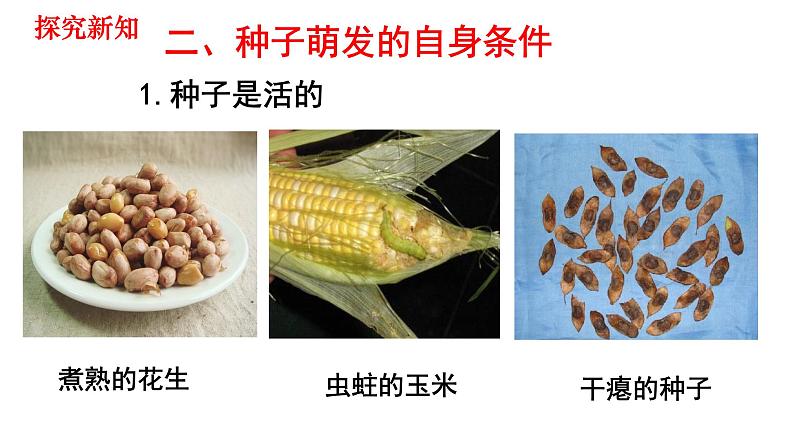 人教版七年级生物上册--3.2.1 种子的萌发课件PPT第8页