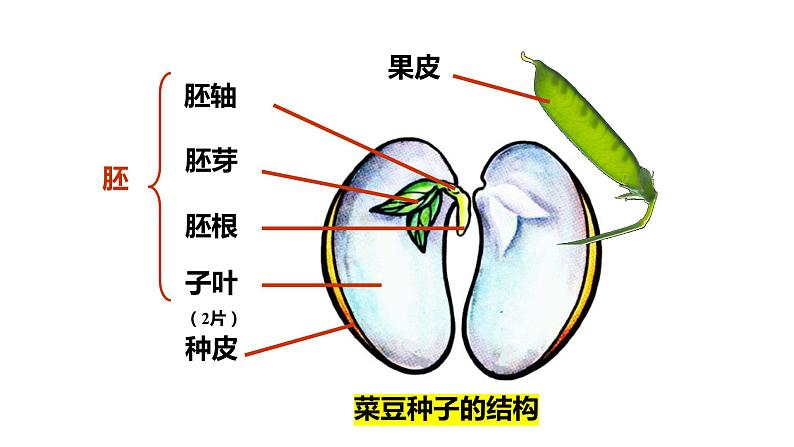 3.1.2种子植物第6页