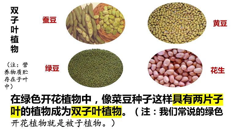 3.1.2种子植物第7页