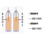 人教版七年级生物上册--第二节 绿色植物的呼吸作用课件PPT