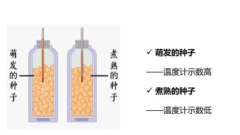 人教版七年级生物上册--第二节 绿色植物的呼吸作用课件PPT第5页