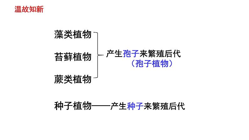 人教版七年级生物上册--3.1.2 种子植物课件PPT02