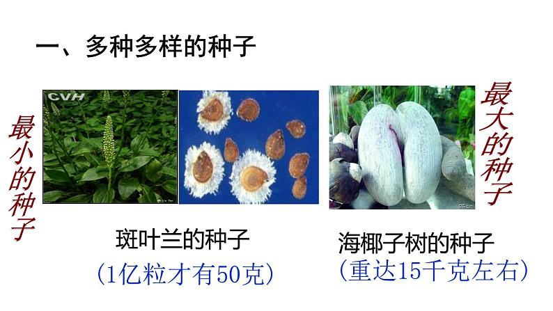 人教版七年级生物上册--3.1.2 种子植物课件PPT05