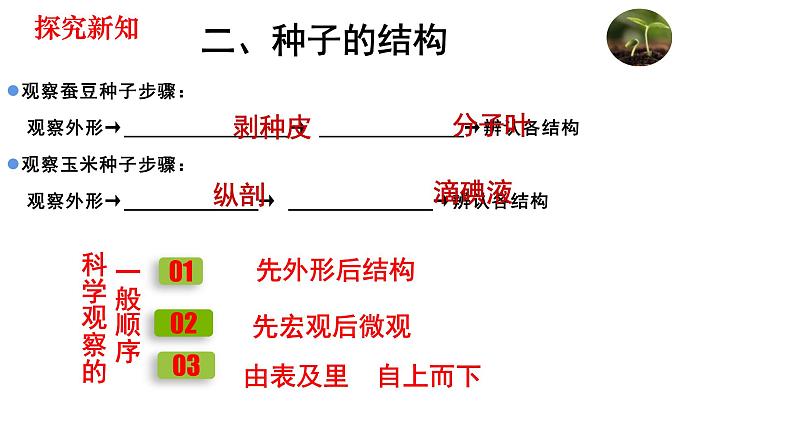 人教版七年级生物上册--3.1.2 种子植物课件PPT06