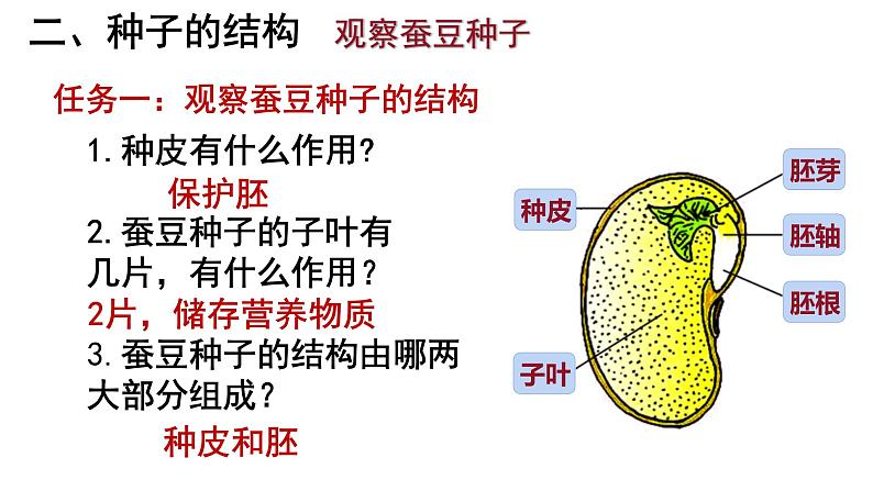 人教版七年级生物上册--3.1.2 种子植物课件PPT07