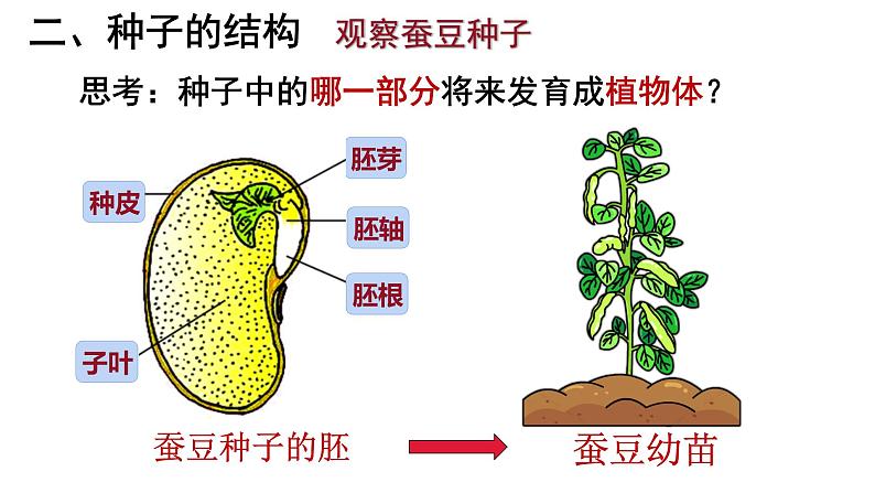 人教版七年级生物上册--3.1.2 种子植物课件PPT08