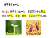 人教版七年级生物上册--3.2.1种子的萌发课件+ 视频素材